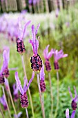 LAVENDULA,  STOECHAS SUBSP. PEDUNCULATA