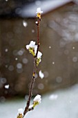 CLOSE UP OF THE BUDS OPENING ON A YOUNG PEAR TREE, PYRUS COMMUNIS CONCORDE