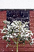 STANDARD LAURUS NOBILIS, IN THE SNOW