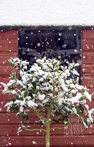 STANDARD_LAURUS_NOBILIS_IN_THE_SNOW