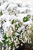 PIERIS, FOREST FLAME IN THE SNOW