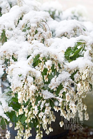 PIERIS_FOREST_FLAME_IN_THE_SNOW
