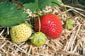 STRAWBERRY CAMBRIDGE FAVOURITE  RIPENING FRUIT, PROTECTED BY A BEDDING OF STRAW.