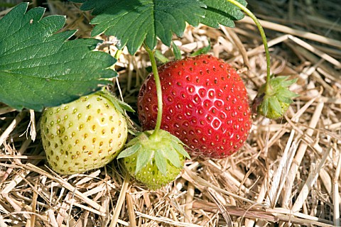 STRAWBERRY_CAMBRIDGE_FAVOURITE__RIPENING_FRUIT_PROTECTED_BY_A_BEDDING_OF_STRAW