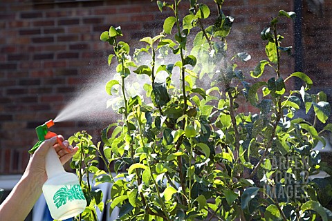 SPRAYING_A_PEAR_TREE_LEAVES_THAT_ARE_INFECTED_WITH_APHIDS