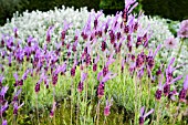 LAVANDULA STOECHAS SUBSP. PEDUNCULATA