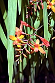 CROCOSMIA JACKANAPES, (CROCOSMIA FIRE KING)