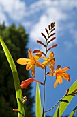 CROCOSMIA JACKANAPES, (CROCOSMIA FIRE KING)