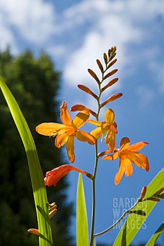 CROCOSMIA_JACKANAPES_CROCOSMIA_FIRE_KING