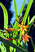 CROCOSMIA JACKANAPES, (CROCOSMIA FIRE KING)