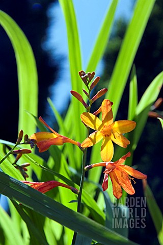 CROCOSMIA_JACKANAPES_CROCOSMIA_FIRE_KING