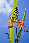 CROCOSMIA JACKANAPES, (CROCOSMIA FIRE KING)