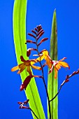 CROCOSMIA JACKANAPES, (CROCOSMIA FIRE KING)