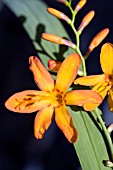 CROCOSMIA JACKANAPES, (CROCOSMIA FIRE KING)