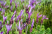 LAVANDULA STOECHAS SUBSP. PEDUNCULATA