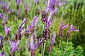 LAVANDULA STOECHAS SUBSP. PEDUNCULATA