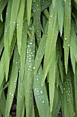 CLOSE UP OF RAIN DROPS ON LEAVES OF CROCOSMIA, JACKANAPES.