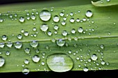 CLOSE UP OF RAIN DROPS ON LEAVES OF CROCOSMIA, JACKANAPES.