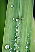 CLOSE UP OF RAIN DROPS ON LEAVES OF CROCOSMIA, JACKANAPES.