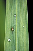 APHID ON LEAVES OF THE CROCOSMIA, JACKANAPES.