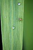 APHID ON LEAVES OF THE CROCOSMIA, JACKANAPES.