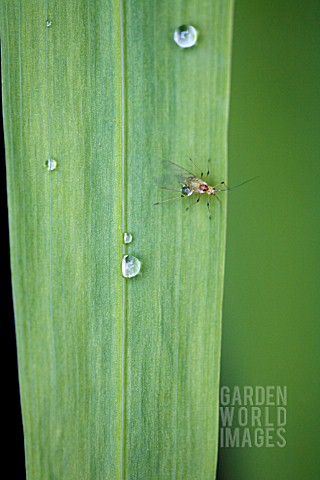 APHID_ON_LEAVES_OF_THE_CROCOSMIA_JACKANAPES