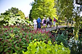 VISITORS ON THE BRIDGE AT RHS HYDE HALL GARDENS, IN THE FOREGROUND IS CORNUS ALBA AUREA AND BEHIND THAT IS PERSICARIA AMPLEXICAULIS