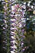 ACANTHUS SPINOSUS, COMMON NAME BEARS BREECHES, A HARDY DECIDUOUS ARCHITECTURAL PLANT WITH SPIKES OF WHITE FLOWERS WITH PURPLE HOODS.