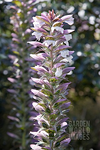 ACANTHUS_SPINOSUS_COMMON_NAME_BEARS_BREECHES_A_HARDY_DECIDUOUS_ARCHITECTURAL_PLANT_WITH_SPIKES_OF_WH