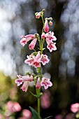 PENSTEMON, HIDCOTE PINK,