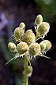 ERYNGIUM AGAVIFOLIUM