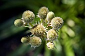 ERYNGIUM AGAVIFOLIUM,