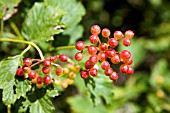 VIBURNUM OPULUS, NOTCUTTS VARIETY. .