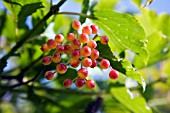 VIBURNUM OPULUS, NOTCUTTS VARIETY.