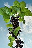 RIBES NIGRUM,  BLACKCURRANTS GROWING ON A BRANCH.