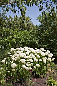 HYDRANGEA ARBORESCENS, ANNABELLE.