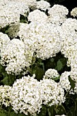 HYDRANGEA ARBORESCENS, ANNABELLE.