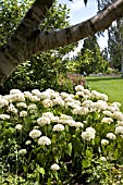 HYDRANGEA ARBORESCENS, ANNABELLE.