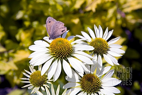 ECHINACEA_PURPUREA_WHITE_SWAN_WITH_BUTTERFLY