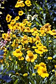 HELENIUM PUMILUM MAGNIFICUM