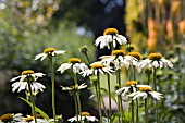 ECHINACEA PURPUREA, WHITE SWAN.