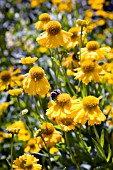 HELENIUM PUMILUM MAGNIFICUM