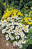 LEUCANTHEMUM SUPERBUM SNOWCAP WITH HELENIUM PUMILUM MAGNIFICUM.