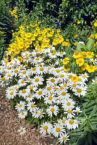 LEUCANTHEMUM_SUPERBUM_SNOWCAP_WITH_HELENIUM_PUMILUM_MAGNIFICUM