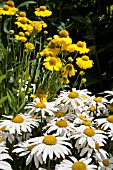 LEUCANTHEMUM SUPERBUM SNOWCAP WITH HELENIUM PUMILUM MAGNIFICUM