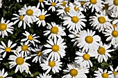 LEUCANTHEMUM SUPERBUM SNOWCAP