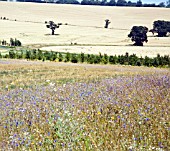 THE NORTH MEADOW WITH ITS WONDERFUL DISPLAY OF WILD FLOWERS AT RHS HYDE HALL GARDENS