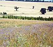 THE NORTH MEADOW WITH ITS WONDERFUL DISPLAY OF WILD FLOWERS AT RHS HYDE HALL GARDENS