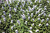 LYSIMACHIA CLETHROIDES