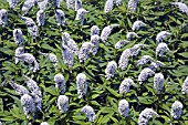 LYSIMACHIA CLETHROIDES,